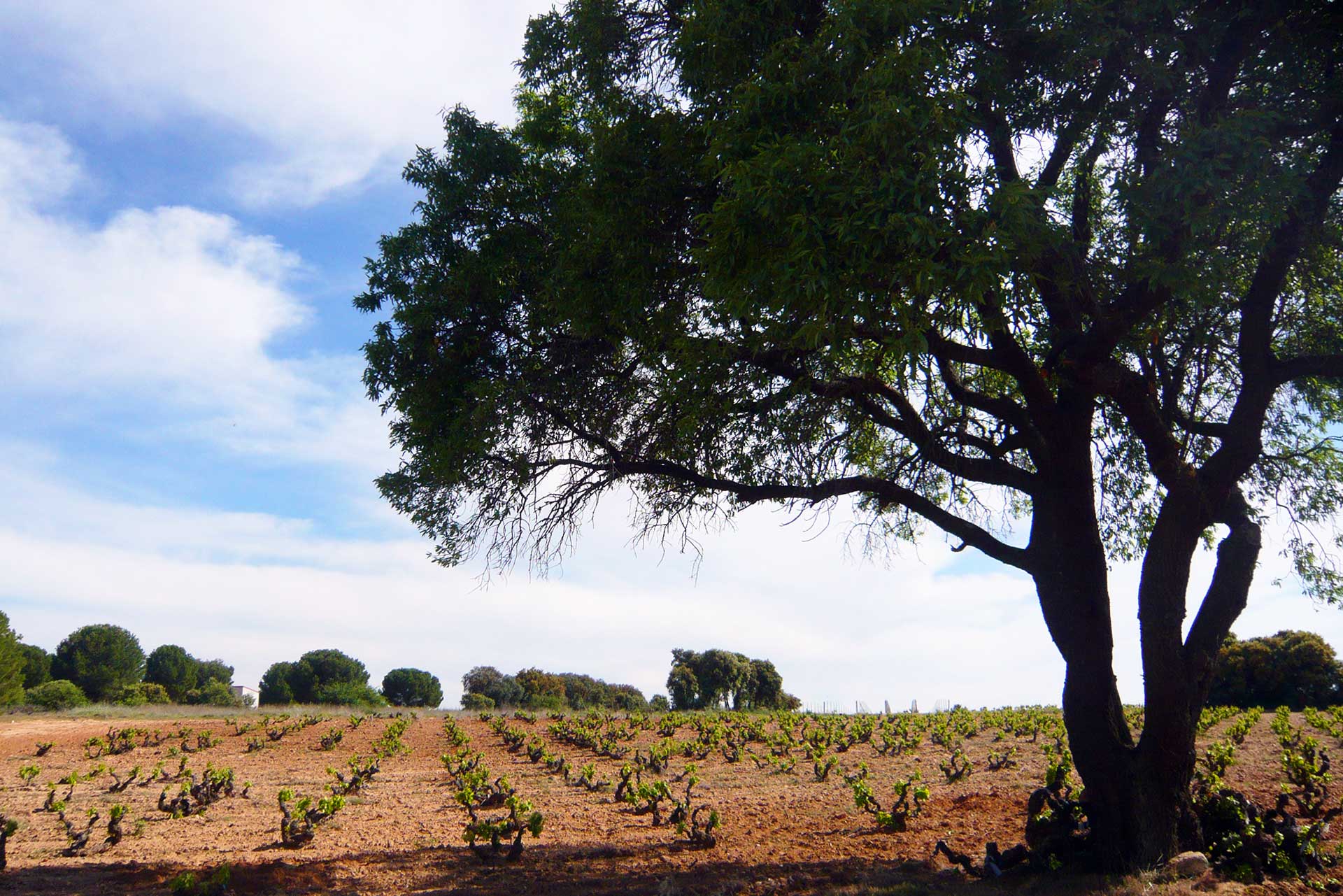 Bodega Altos del Terral