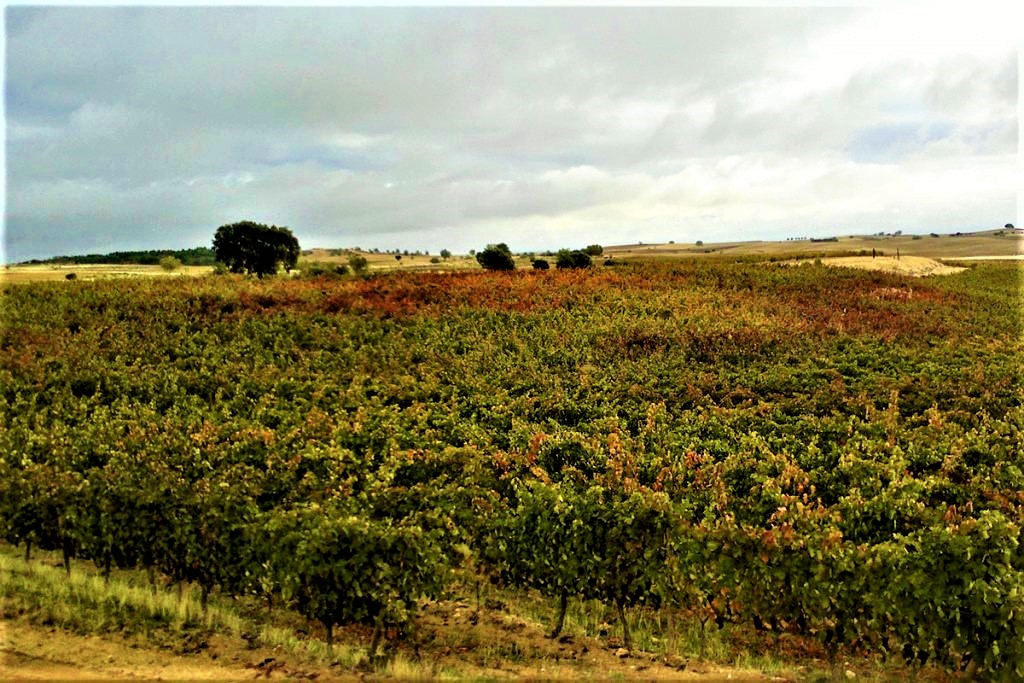 Bodegas Briones Abad 