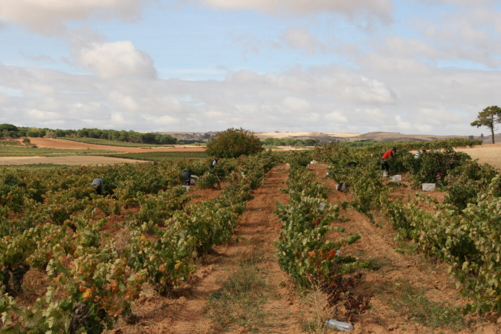 Bodegas Hercal