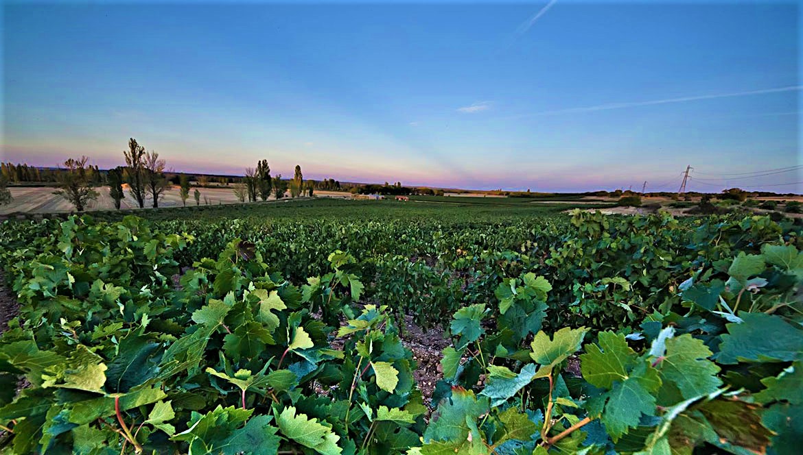 Bodega Paris Trimiño